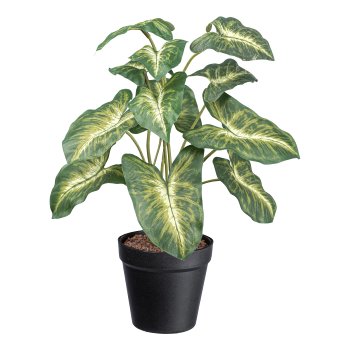 SYNGONIUM PIXIE VERDE\GIALLO IN VASO DI PLASTICA 11X10 CM H 38 CM - GAS3323083-50