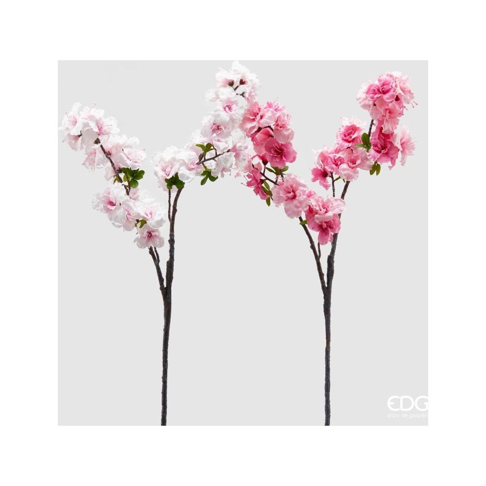 SAKURA CILIEGIO GIAPPONESE EDG (2 COLORI ASS) H 105 - EDG215768,540