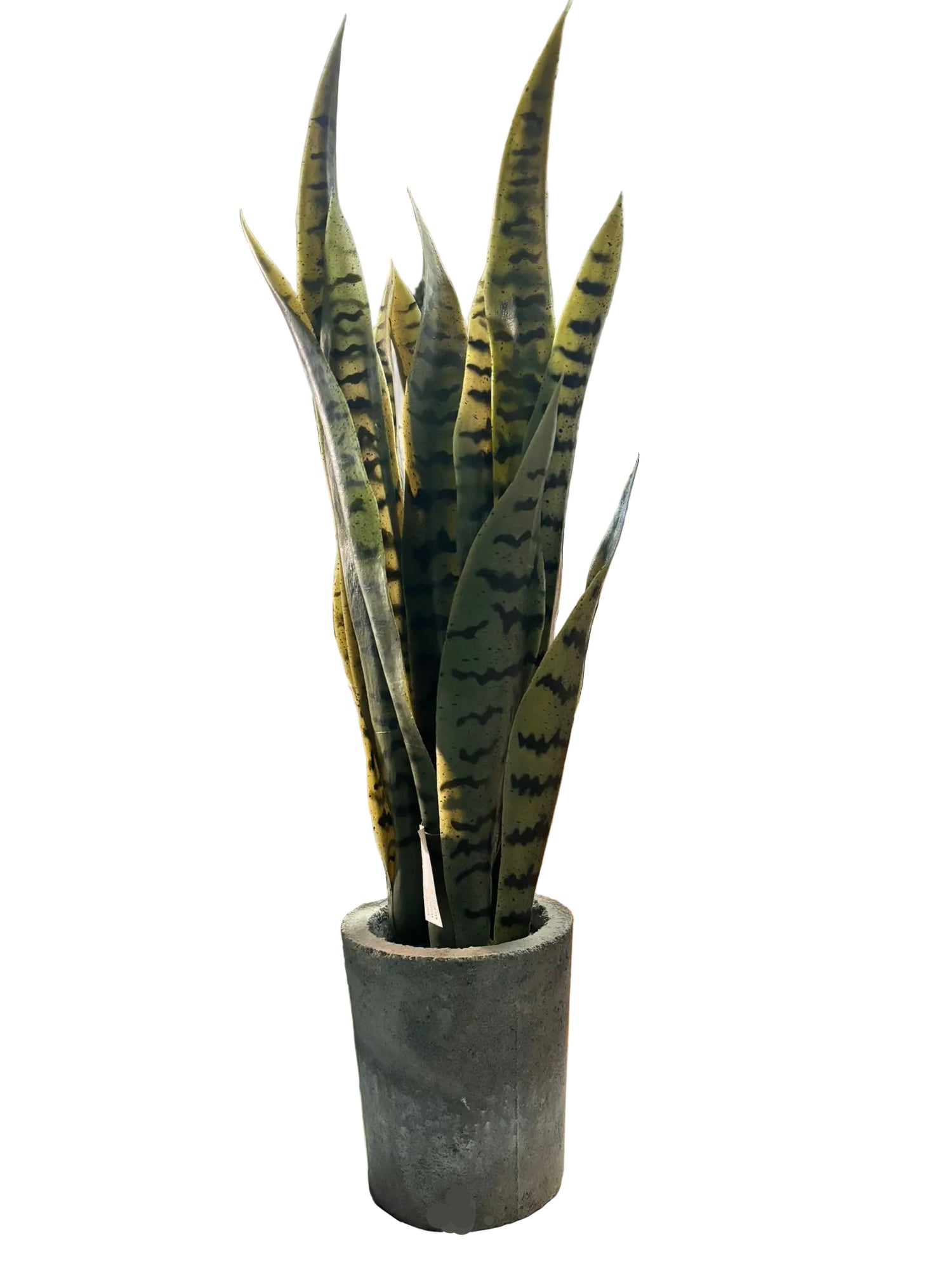 SANSEVIERIA REAL-TOUCH IN VASO CEMENTO 60 CM - GAS3317406-50