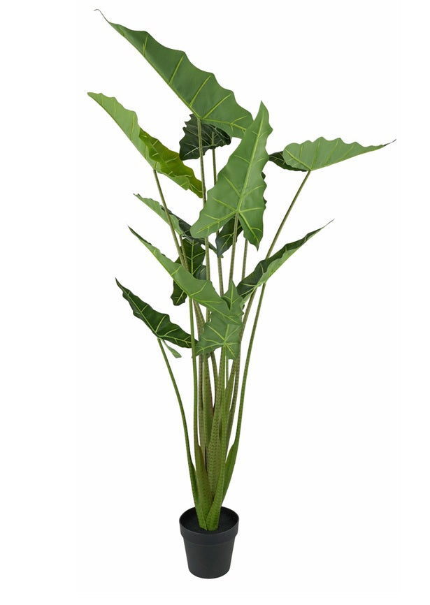 Alocasia artificiale in vaso di plastica nero e cemento h 130 cm - JJ-ALOCASIA-130CM