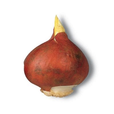 Bulbi Tulipano Multiflora - Vari Colori