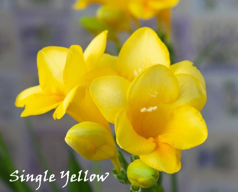 Bulbi Fresie - Vari Colori