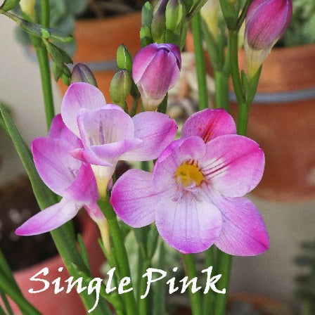 Bulbi Fresie - Vari Colori