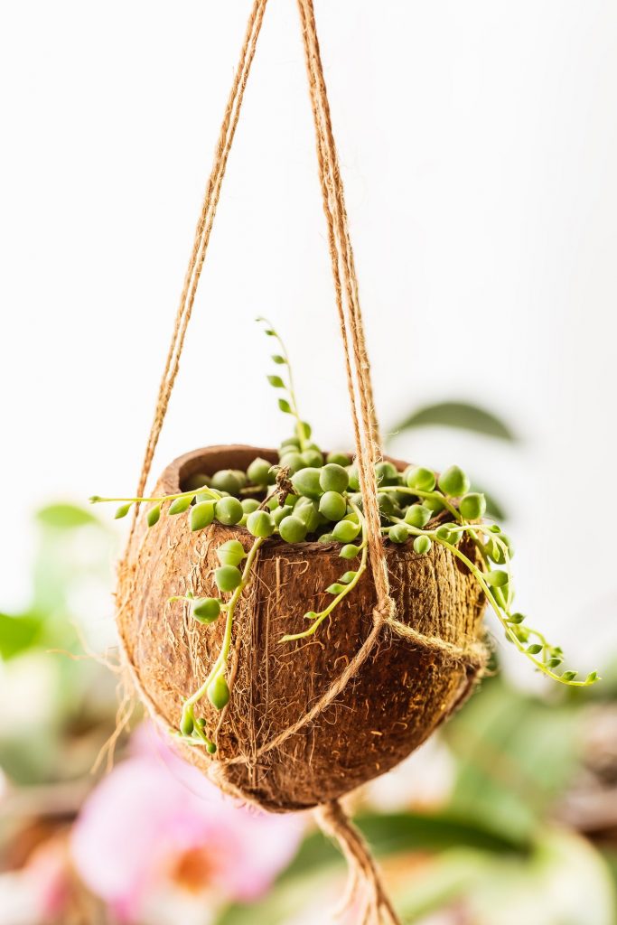 COCCO NATURALE 3 PZ