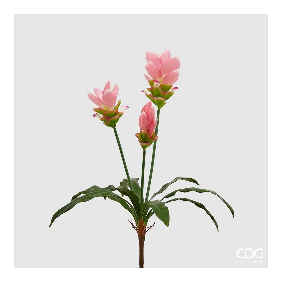 Curcuma Pianta EDG h 65 - EDG215223,50
