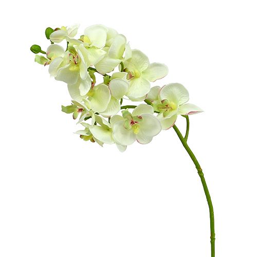Orchidea Cymbidium Ramo H 80 CM - 2 Colori Disponibili