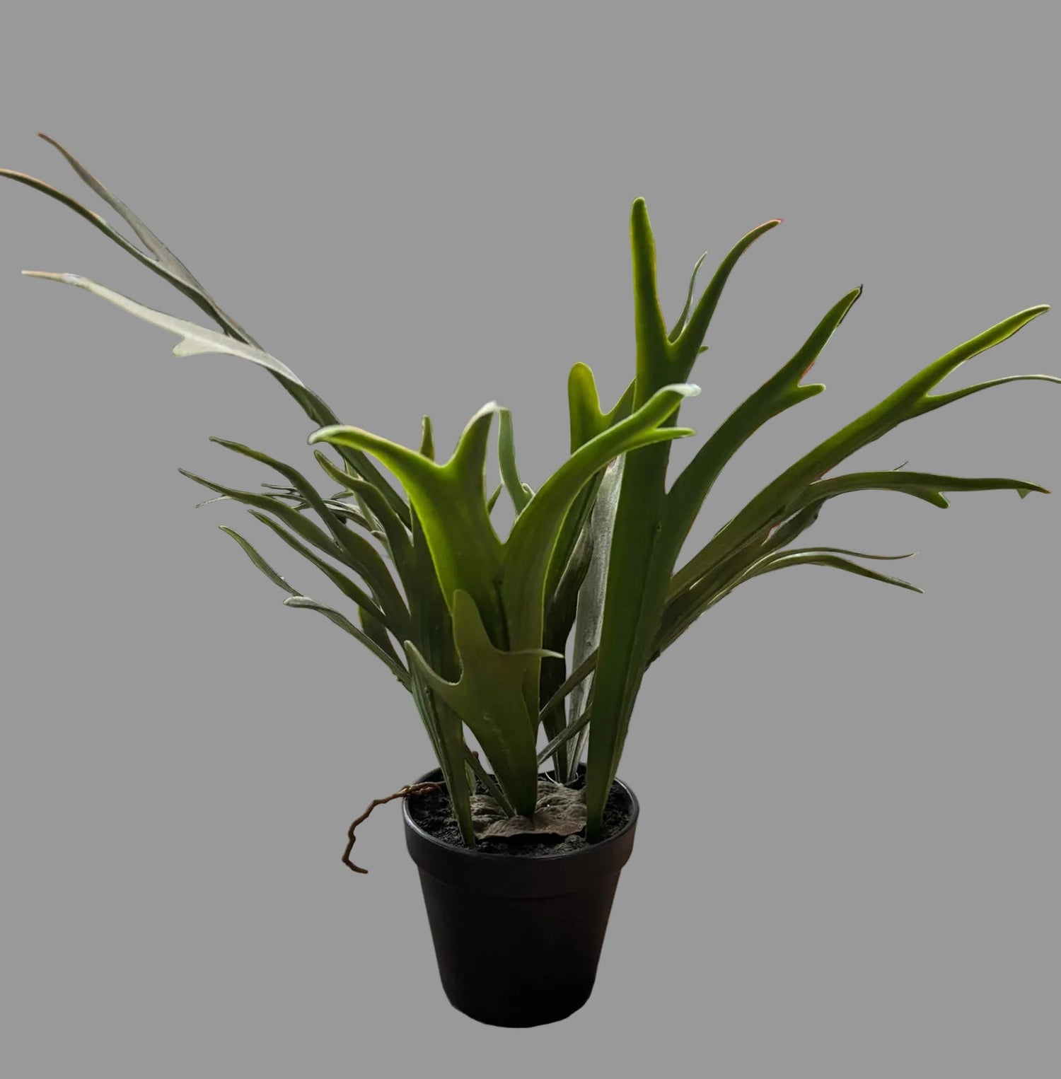 PIANTA ARTIFICIALE CORNA DI CERVO IN VASO PLASTICA H 54 EDG - EDG232426