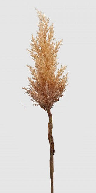 CANNA PALUSTRE - PAMPAS DRY RAMO H84 EDG - 2 MODELLI DISPONIBILI
