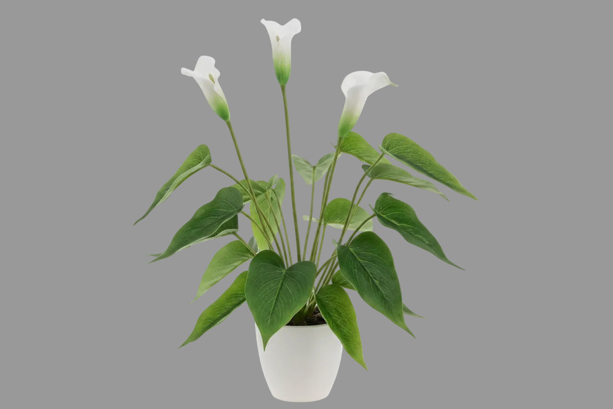 PIANTA CALLA 30 CM REAL-TOUCH - GAS3319991-40