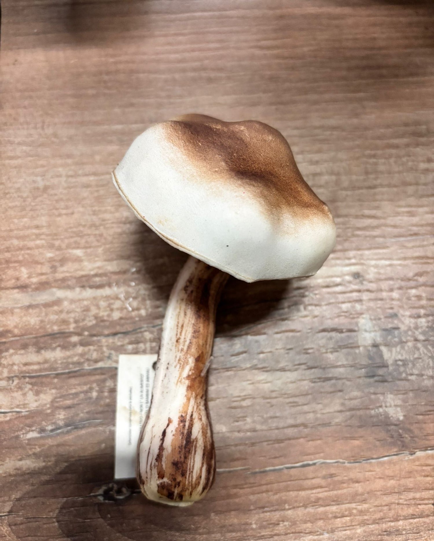 FUNGO BOLETUS IN LATTICE H13 D7 EDG - EDG250527-00