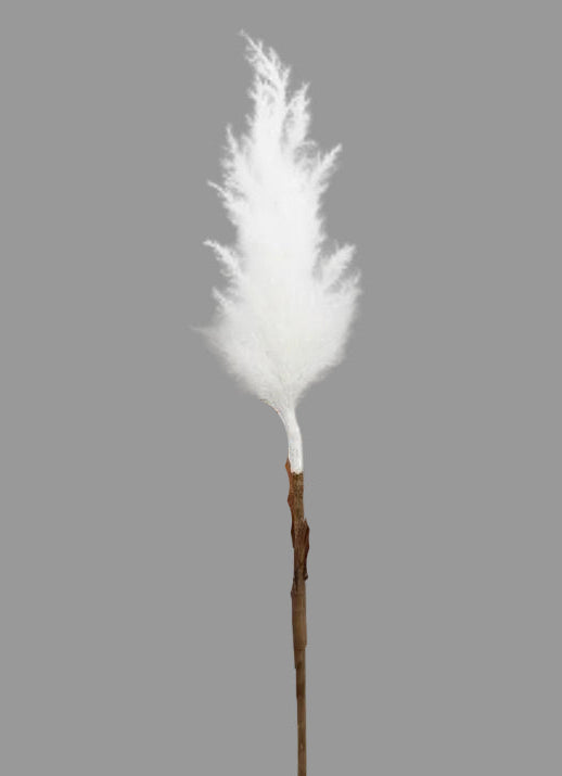 CANNA PALUSTRE - PAMPAS DRY RAMO H84 EDG - 2 MODELLI DISPONIBILI