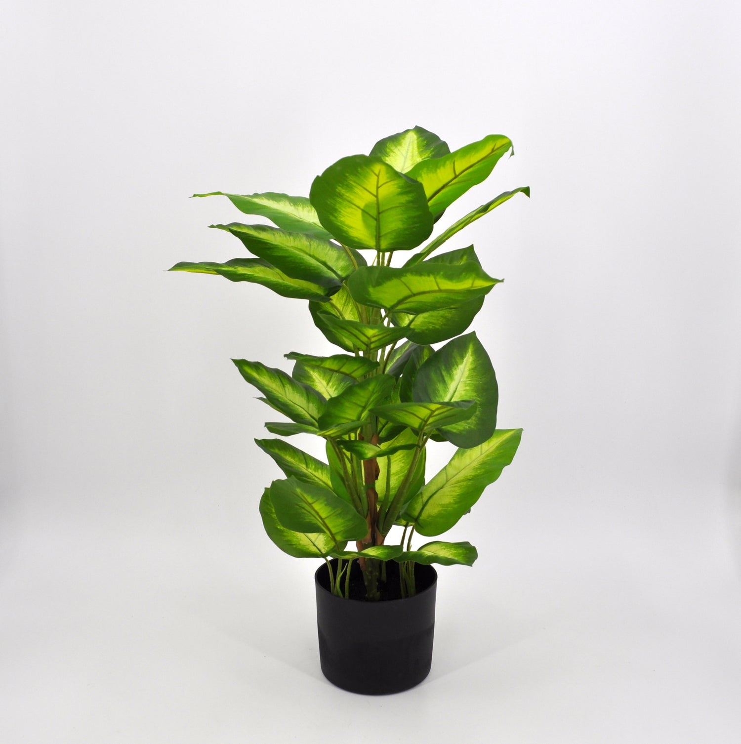 DIEFFENBACHIA 45 CM REAL-TOUCH IN VASO DI PLASTICA - GAS3321822-50