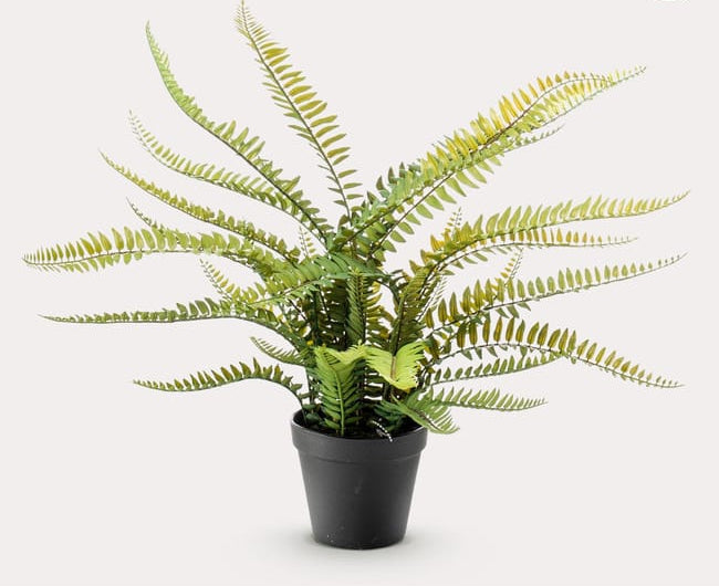 PIANTA FELCE BOSTON C/VASO IN PLASTICA H54 REAL-TOUCH EDG - EDG232426,95
