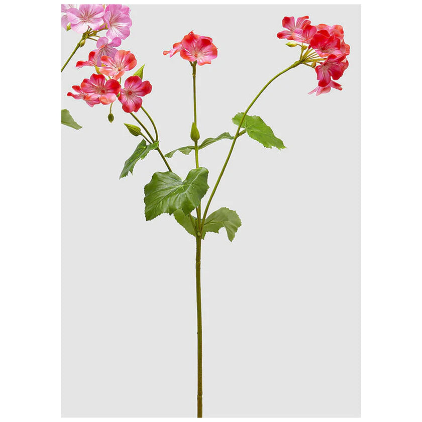 Geranio 75h EDG - 4 Colori Disponibili