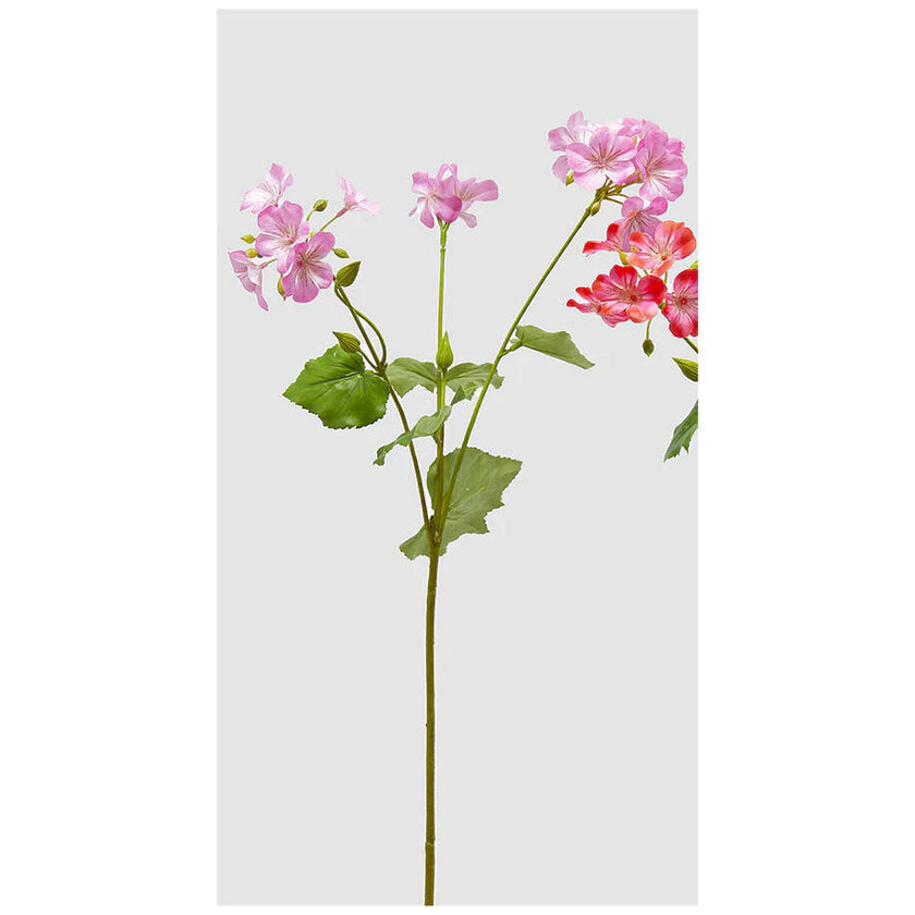 Geranio 75h EDG - 4 Colori Disponibili