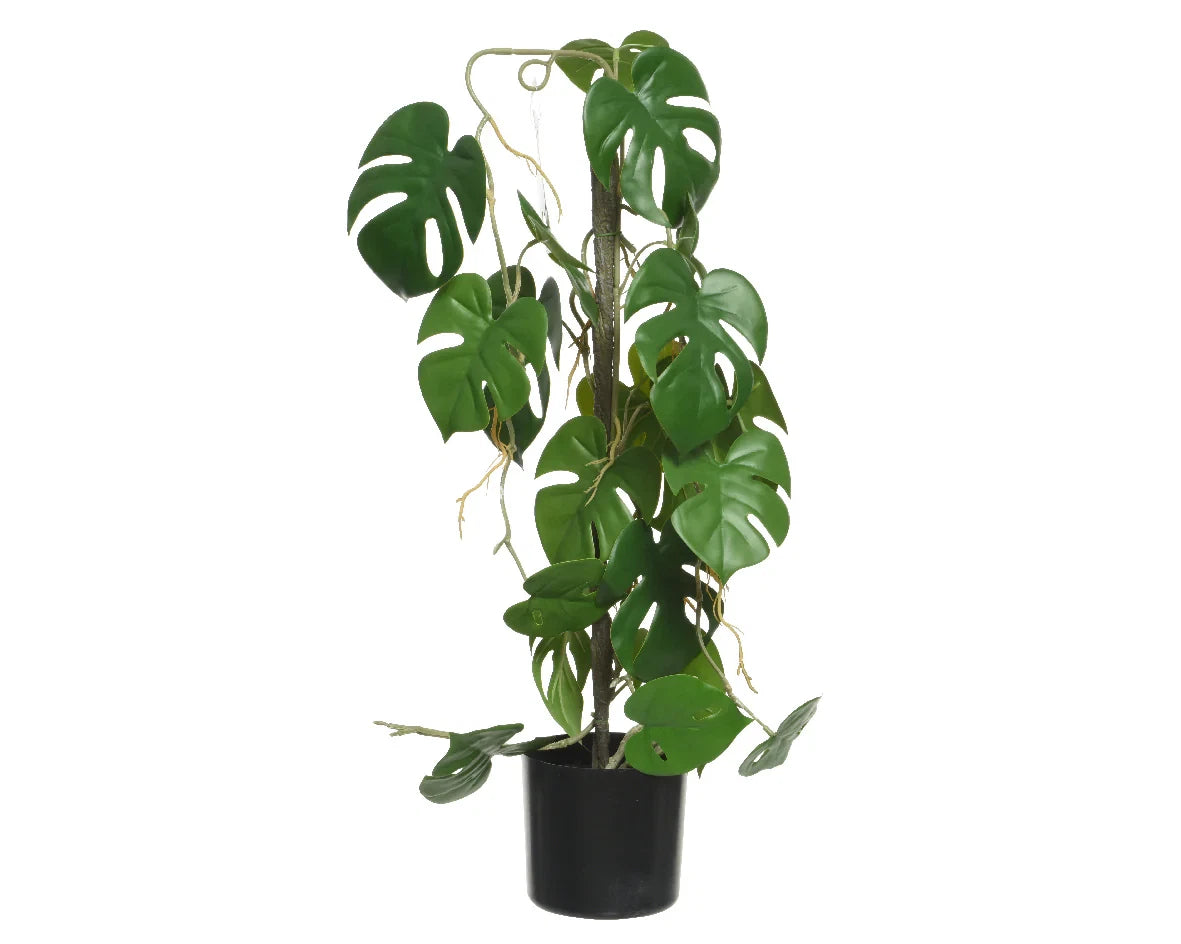 PIANTA ARTIFICIALE MONSTERA REAL-TOUCH IN VASO PLASTICA H 64 CM - GAS3022293-50