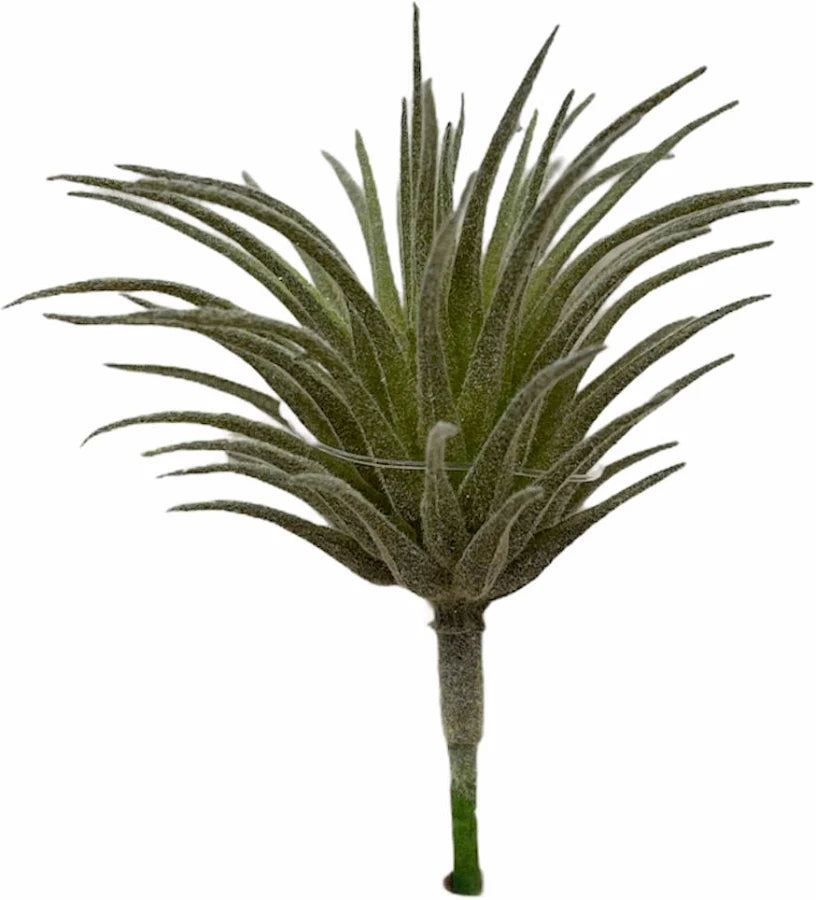 TILLANDSIA WEST CIUFFO REAL-TOUCH H 13 EDG - EDG234103-71