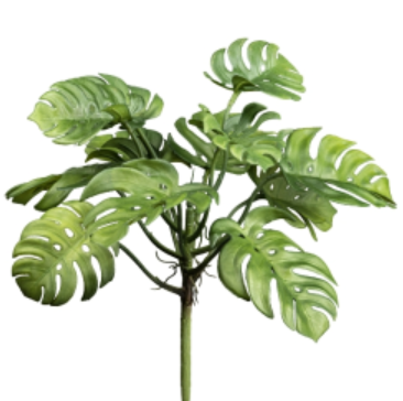 MINI MONSTERA 29CM - GAS3323963-50