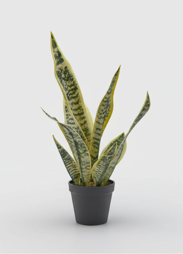 PIANTA SANSEVIERA C/VASO IN PLASTICA H 54 REAL TOUCH - EDG232426,95