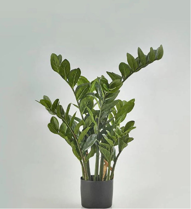 ZAMIOCULCAS PIANTA ARTIFICIALE 70 CM REAL-TOUCH - GAS1916600-50