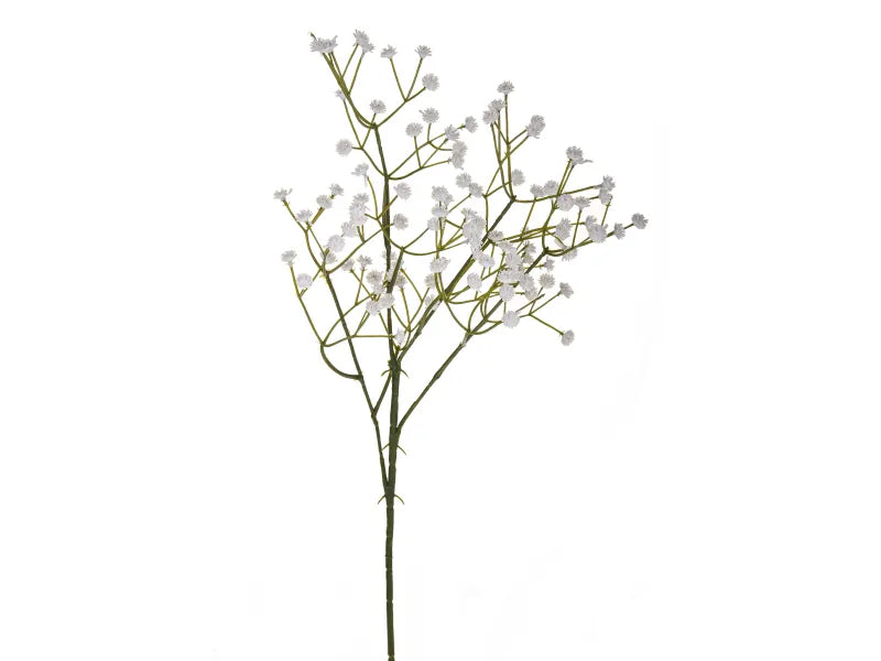 Nebbiolina 60 cm - GAS101212-40