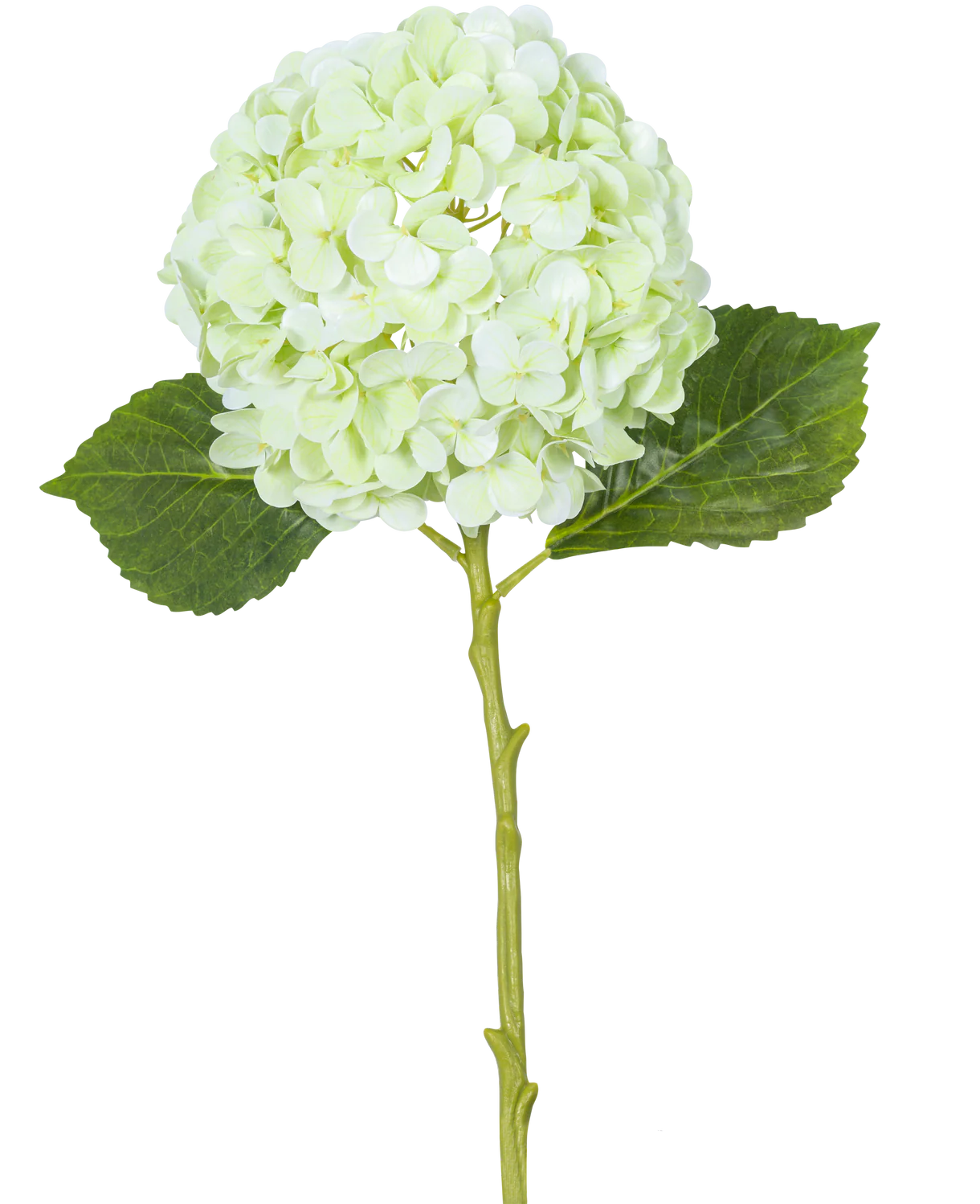 ORTENSIA REAL-TOUCH AVORIO H50 EDG - EDG215750,12