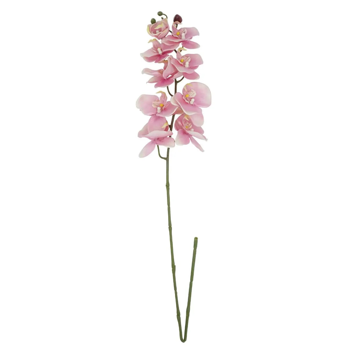 Orchidea Phalaenopsis H 98 CM - Vari Colori Disponibili