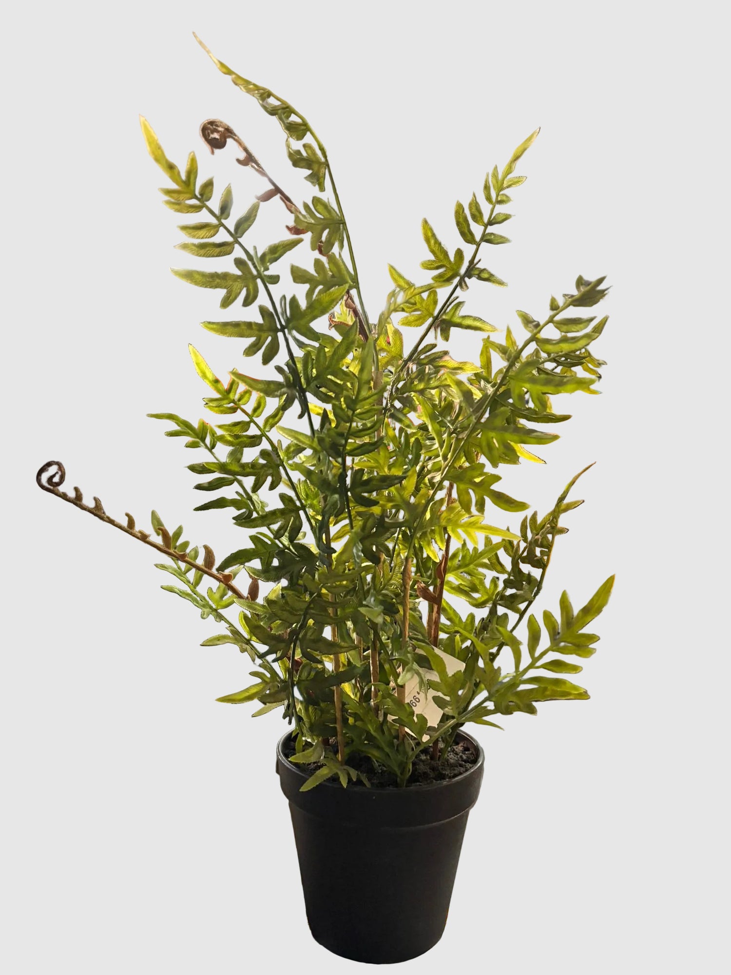 PIANTA ARTIFICIALE WEST EDG 54 CM REAL-TOUCH - EDG232426