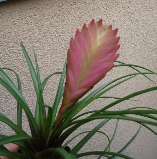 TILLANDSIA ARTIFICIALE WEST VERDE/ROSSO H 25 EDG - 2 COLORI DISPONIBILI