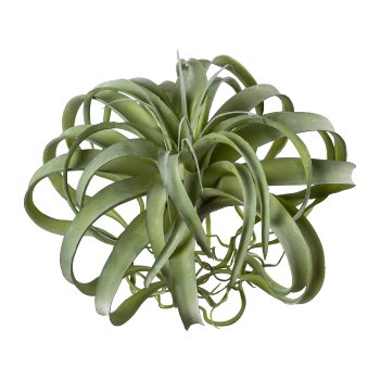 TILLANDSIA REAL-TOUCH 25X28 - GAS1119002-00