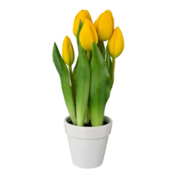 TULIPANO CON VASETTO CERAMICA H 27 - 2 varianti di colore