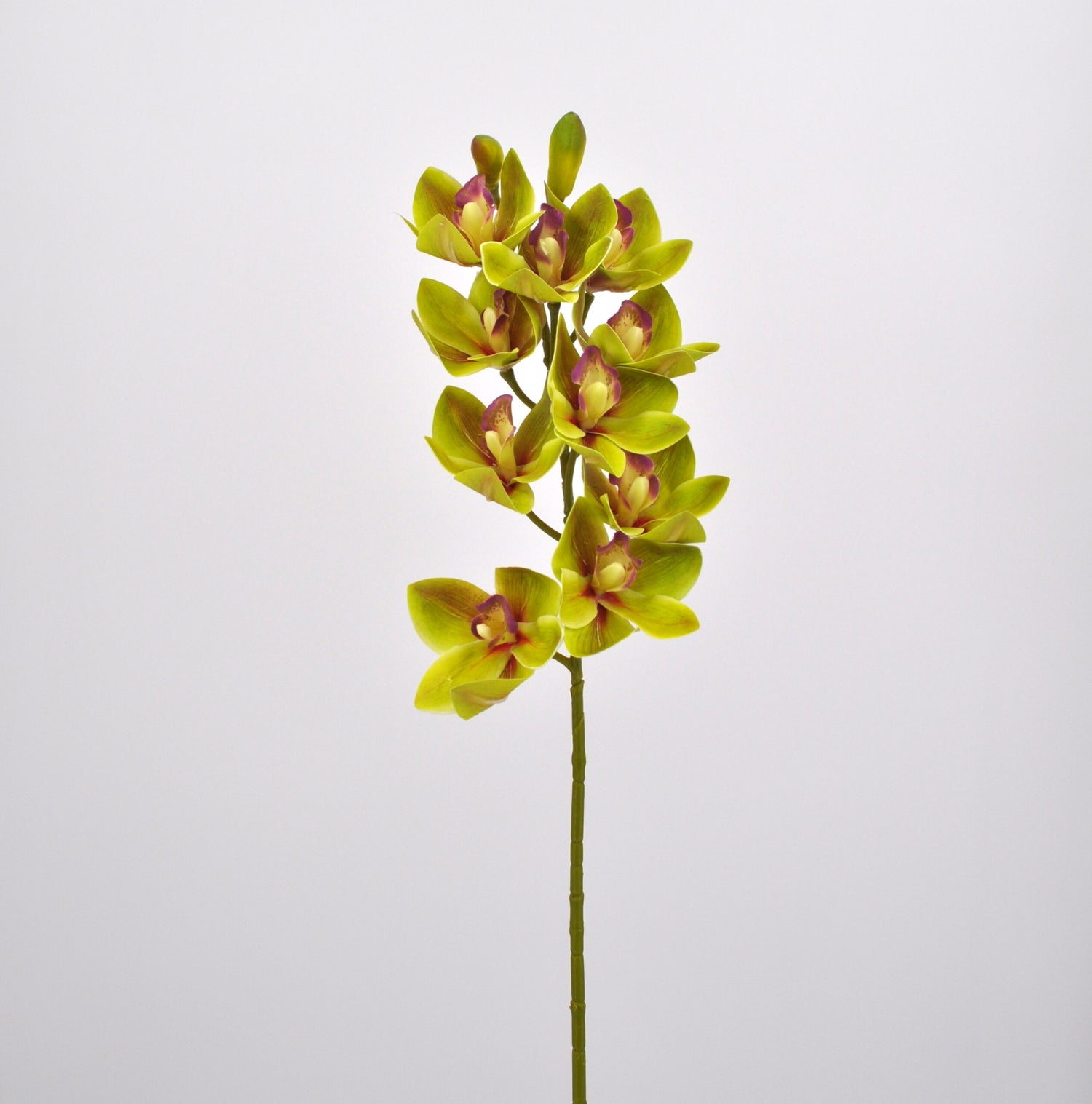 Orchidea Cymbidium Ramo H 80 CM - 2 Colori Disponibili