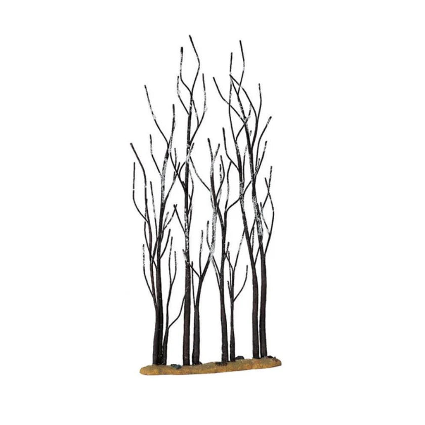 STAND OF SYCAMORE - LEM14614