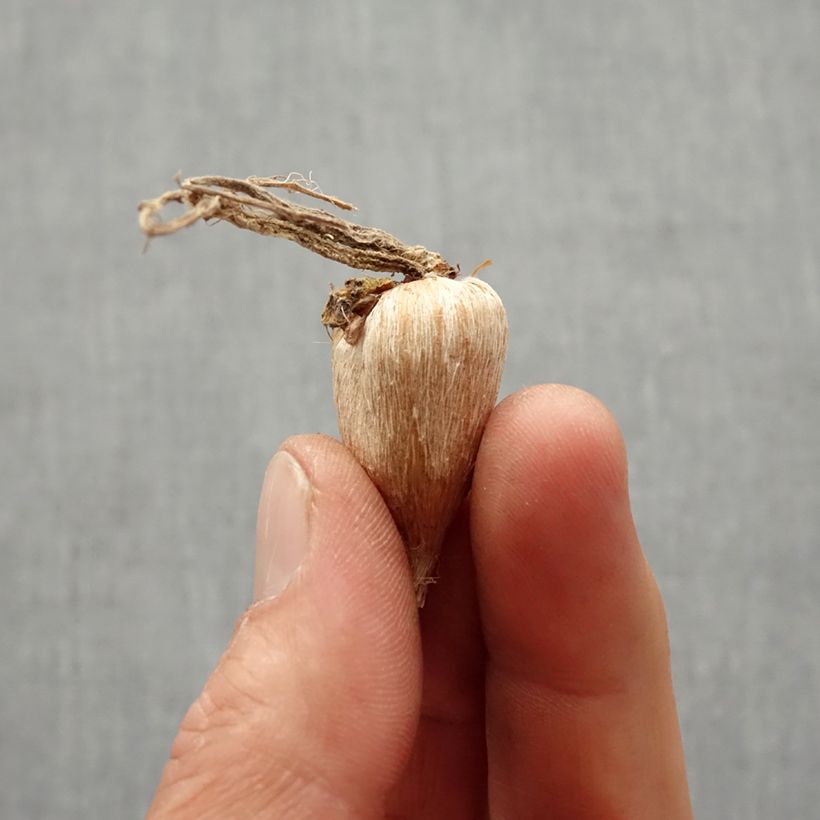 Bulbi Fresie - Vari Colori