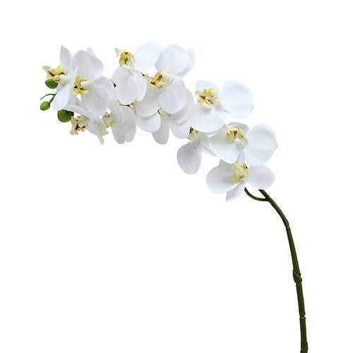 Orchidea Phalenopsis h 86 cm - 3 Colori Disponibili