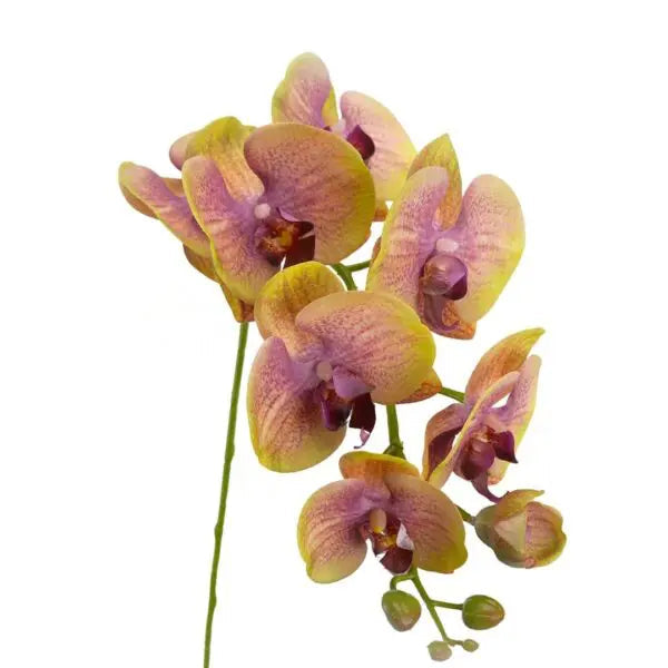 Orchidea Phalenopsis h 86 cm - 3 Colori Disponibili