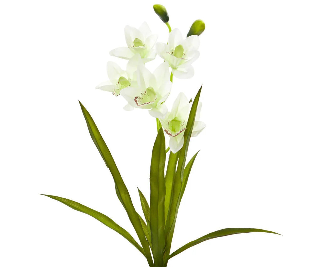 Orchidea Cymbidium EDG - 2 colori disponibili h 54 - EDG214908.10