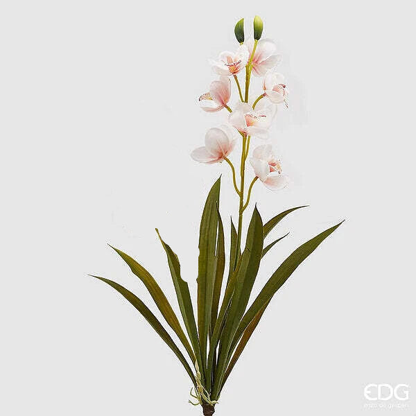 Orchidea Cymbidium EDG - 2 colori disponibili h 54 - EDG214908.10