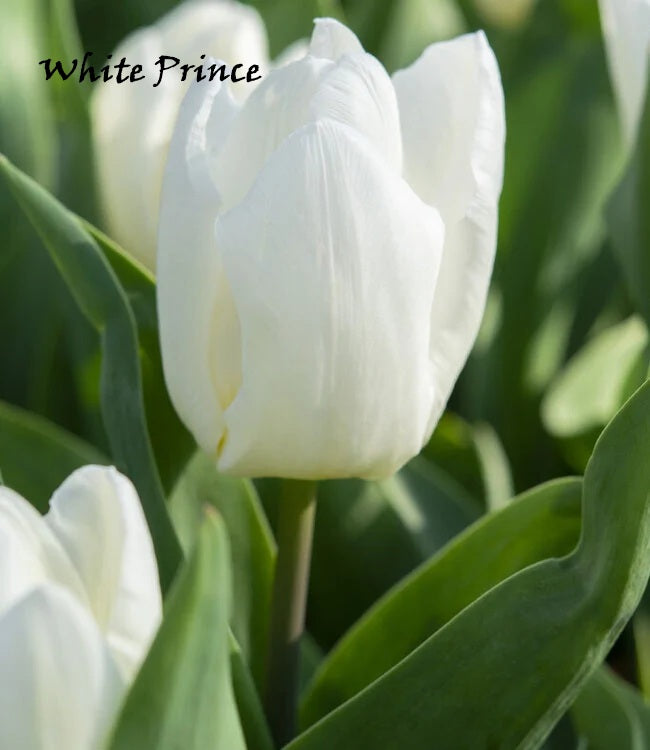 Bulbi Tulipani Trionfo II - Vari Colori