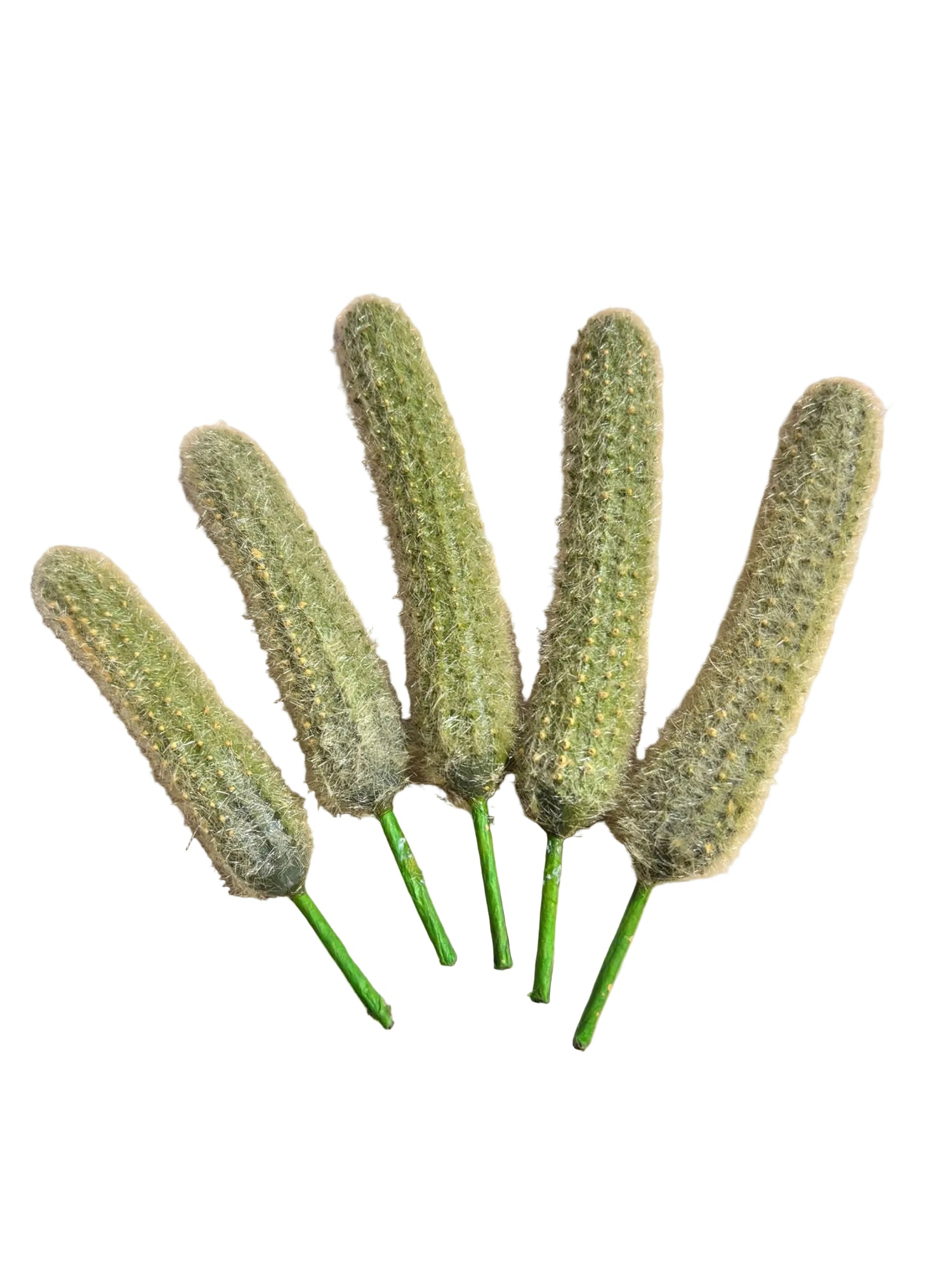 PIANTA ARTIFICIALE CODA DI SCIMMIA PACK 5 PZ EDG - EDG234114,70