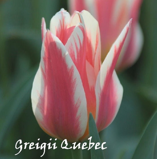 Bulbi Tulipano Multiflora - Vari Colori