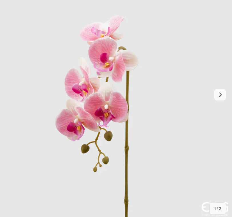 Orchidea Phalenopsis h 86 cm - 3 Colori Disponibili