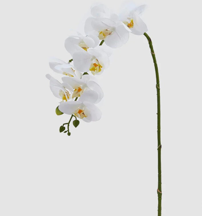 Orchidea Phalaenopsis h 85 - EDG214968-10