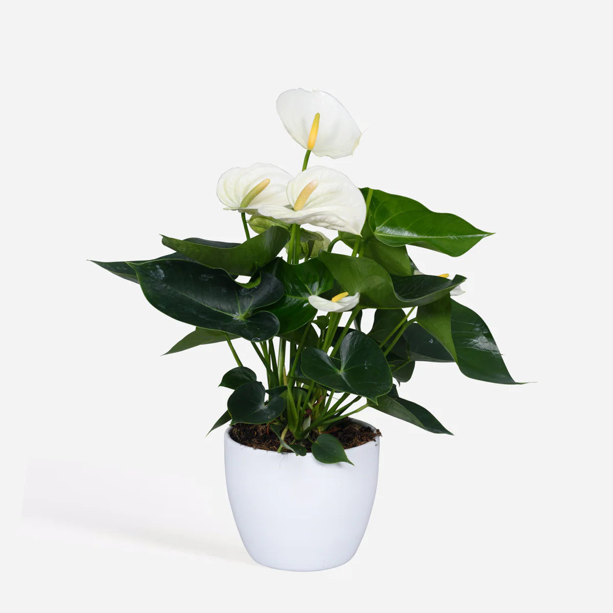 ANTHURIUM REAL-TOUCH 40 CM IN VASO PLASTICA - 3 COLORI DISPONIBILI