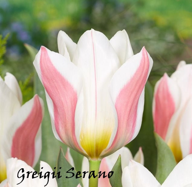 Bulbi Tulipano Multiflora - Vari Colori